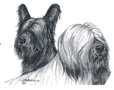 The Skye Terrier Club - Open Show - April 2025