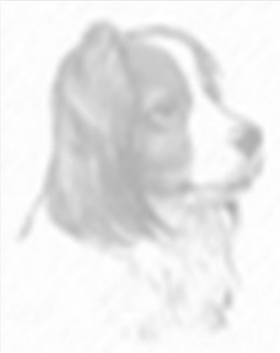 Kooikerhondje Club of Great Britain - Championship Show