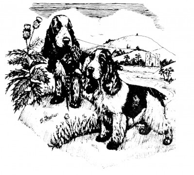 The Cocker Spaniel Cub of Scotland - Open Show