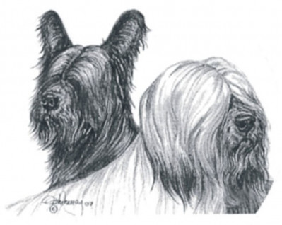 The Skye Terrier Club - Championship Show 2025