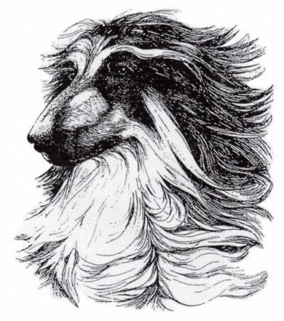 Afghan Hound Club of Scotland - Open Show June 2026