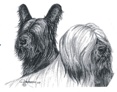 THE SKYE TERRIER CLUB - Open Show - April 2026